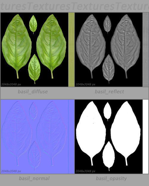 Vegetables Collection basil leaf 3D model_9