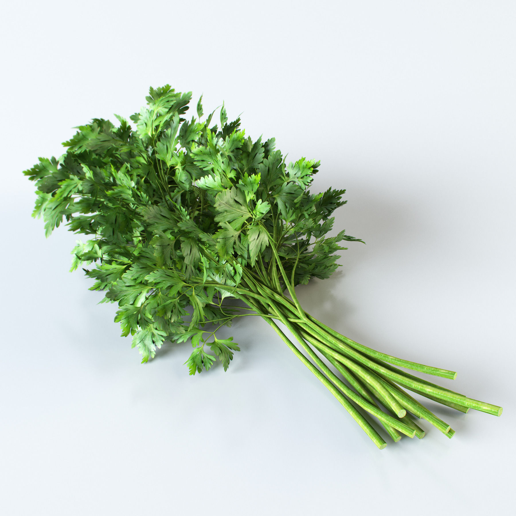 Vegetables Collection basil leaf 3D model_81