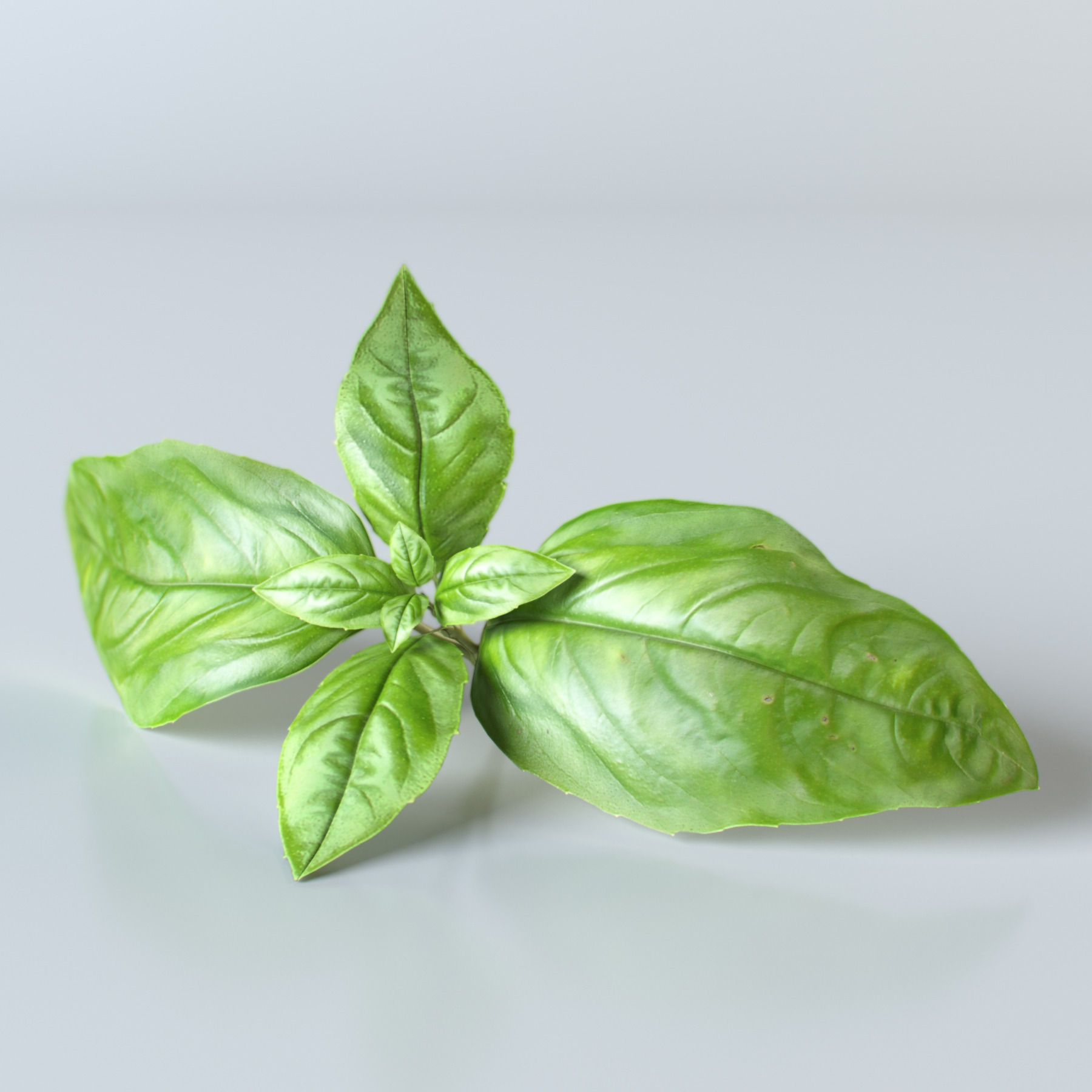 Vegetables Collection basil leaf 3D model_1