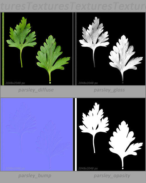 Vegetables Collection basil leaf 3D model_87
