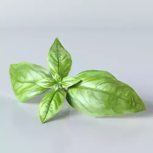 Basil leaf 3D model