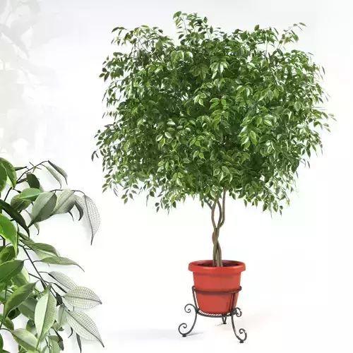 Ficus Benjamina 3D model