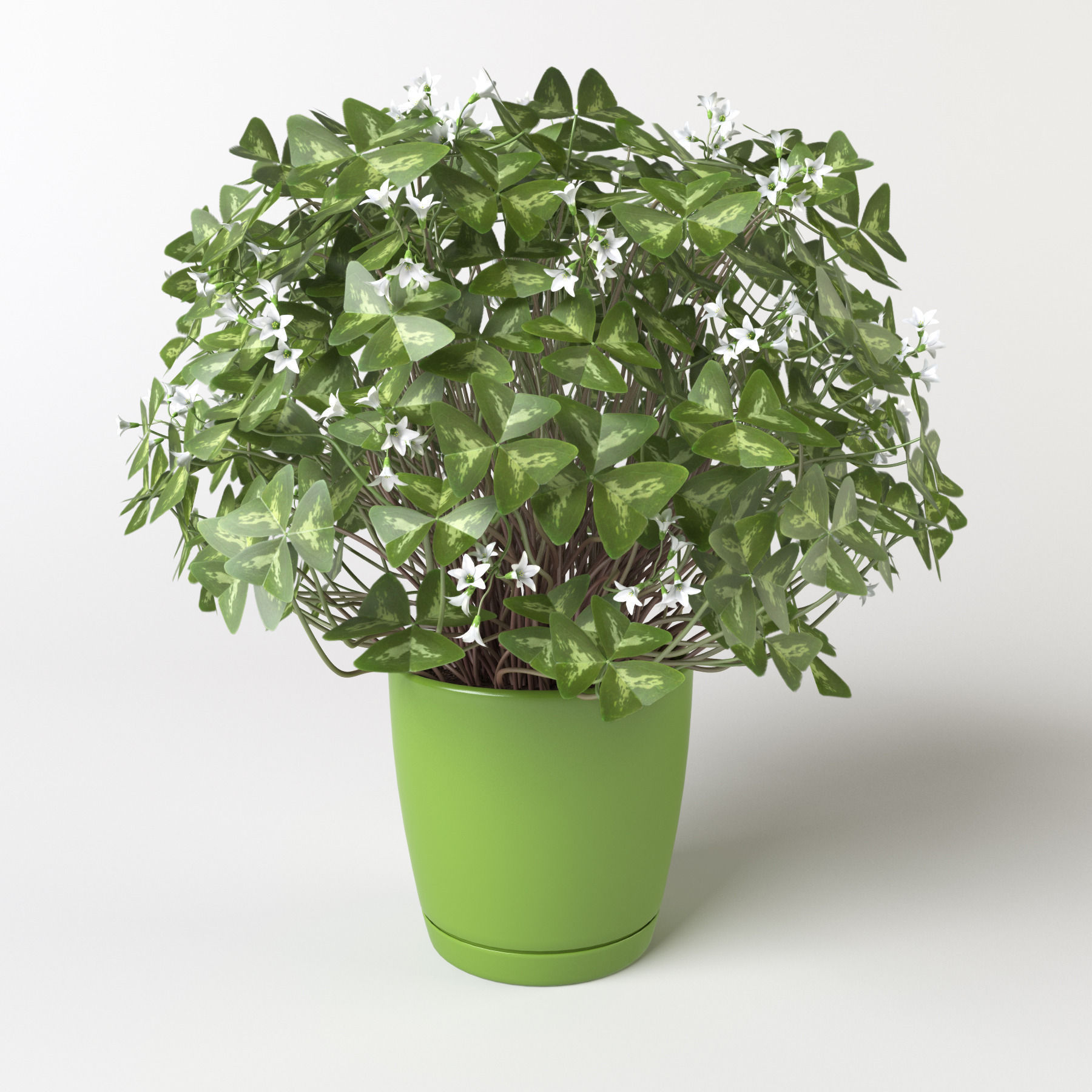 Oxalis triangularis 3 in 1 3D model_1