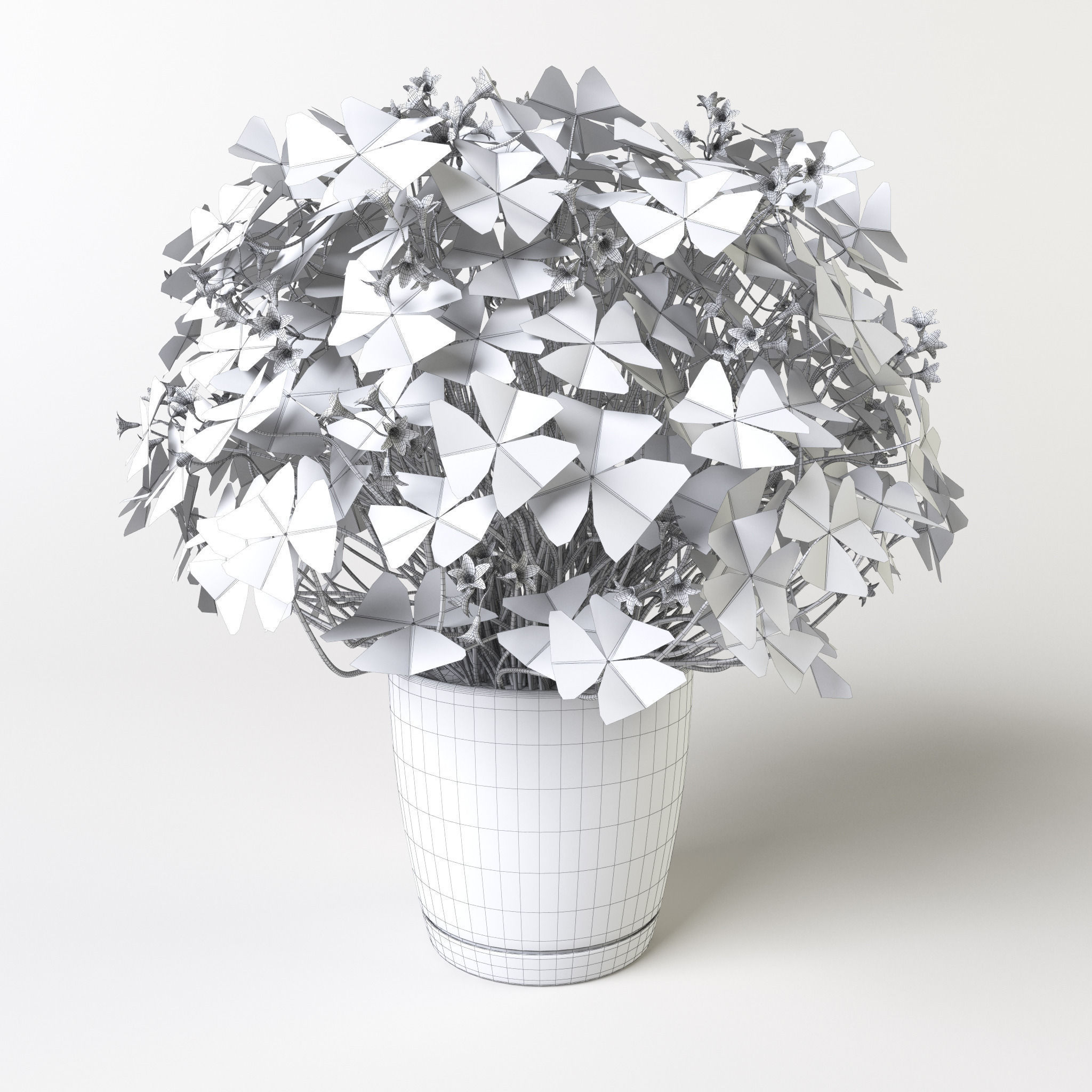 Oxalis triangularis 3 in 1 3D model_4