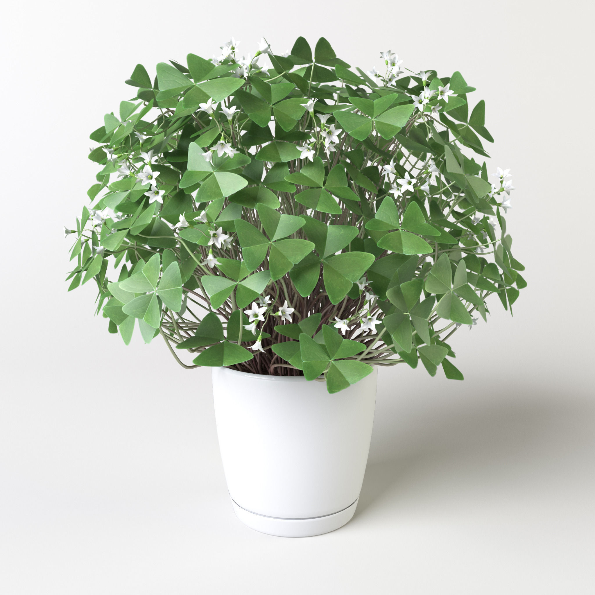 Oxalis triangularis 3 in 1 3D model_3