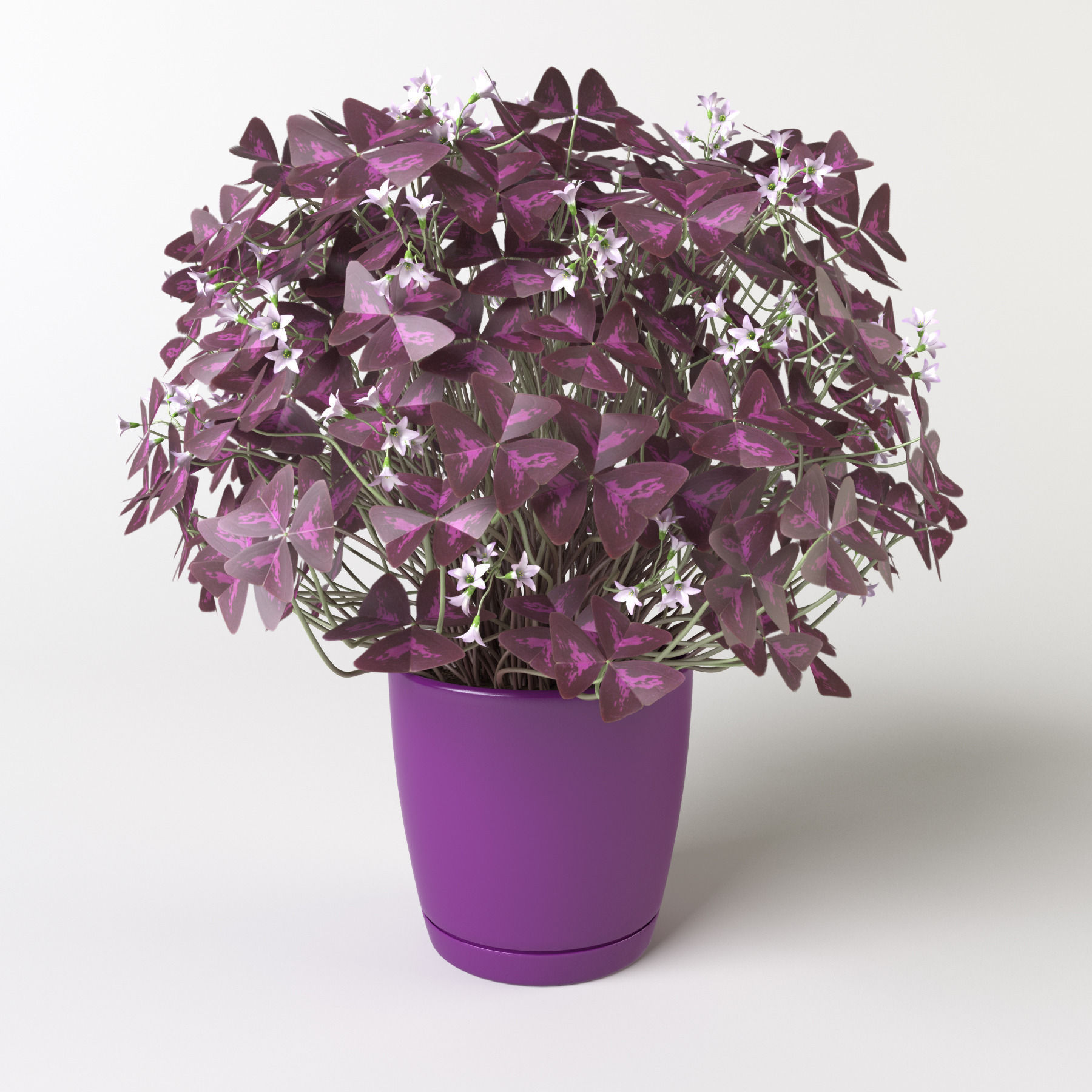 Oxalis triangularis 3 in 1 3D model_2