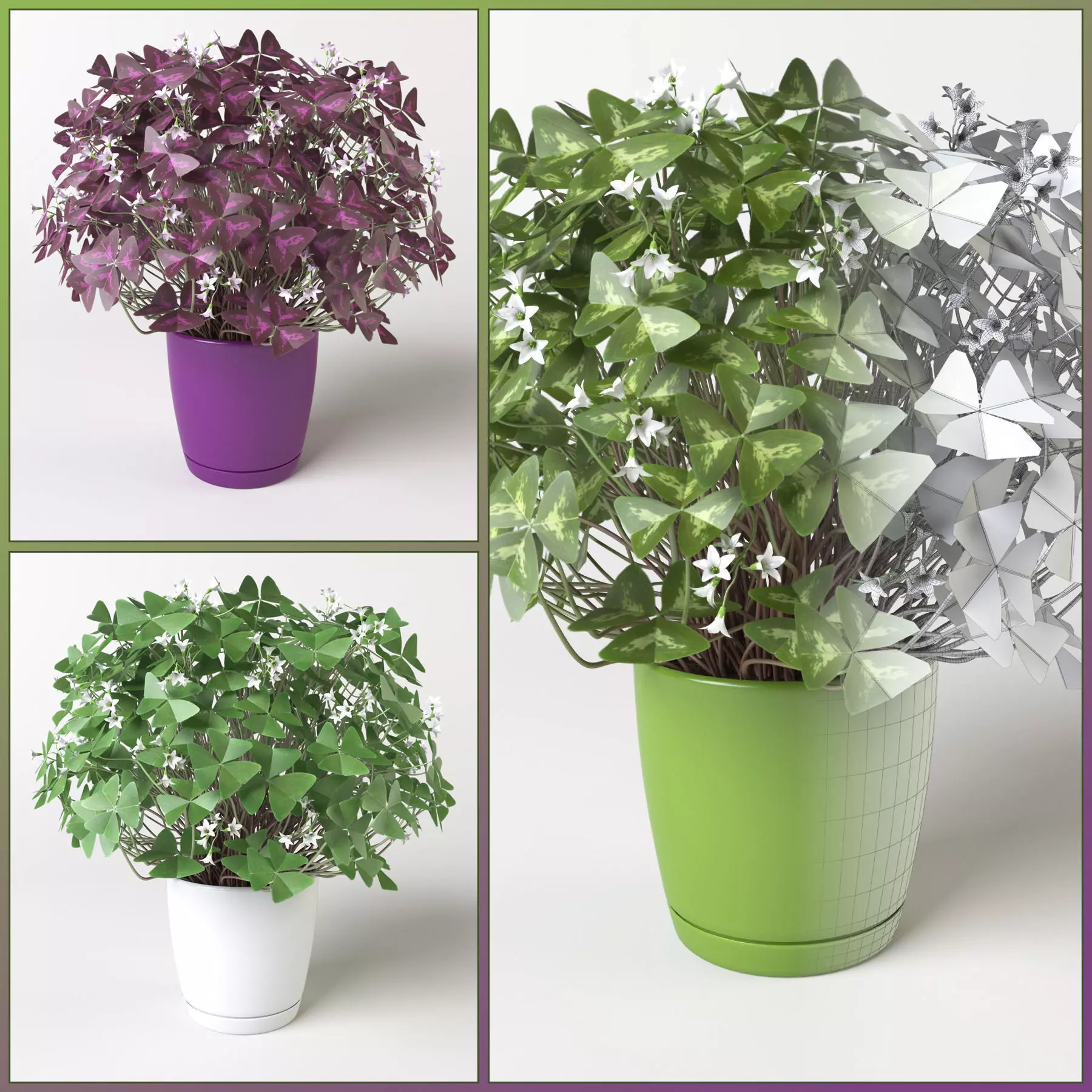 Oxalis triangularis 3 in 1 3D model_0