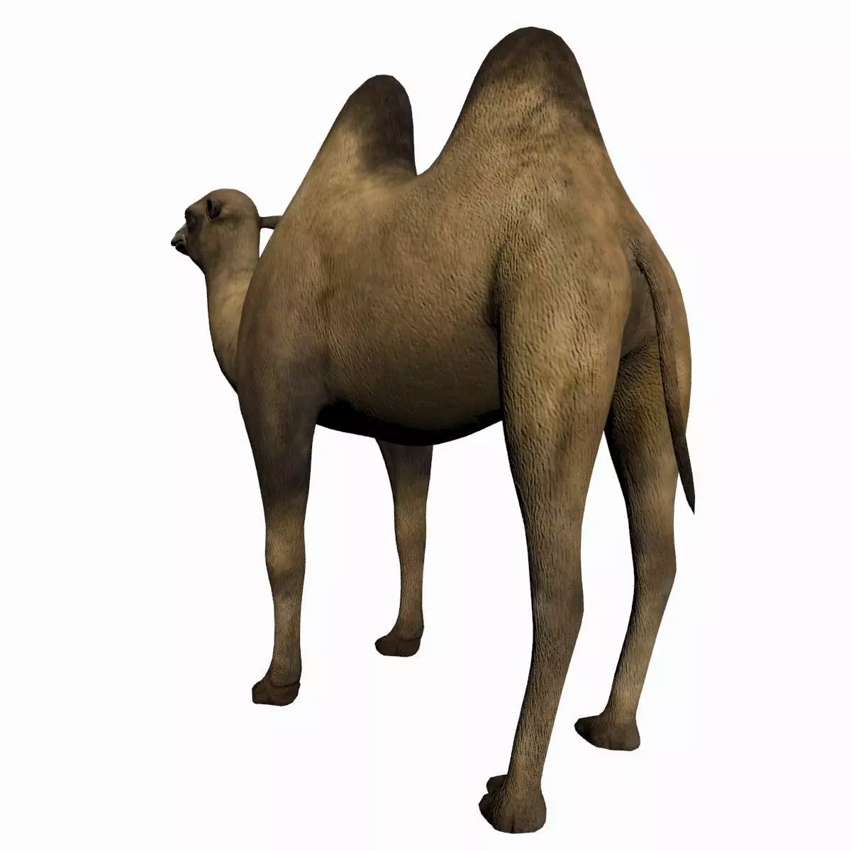 Camel 3D model