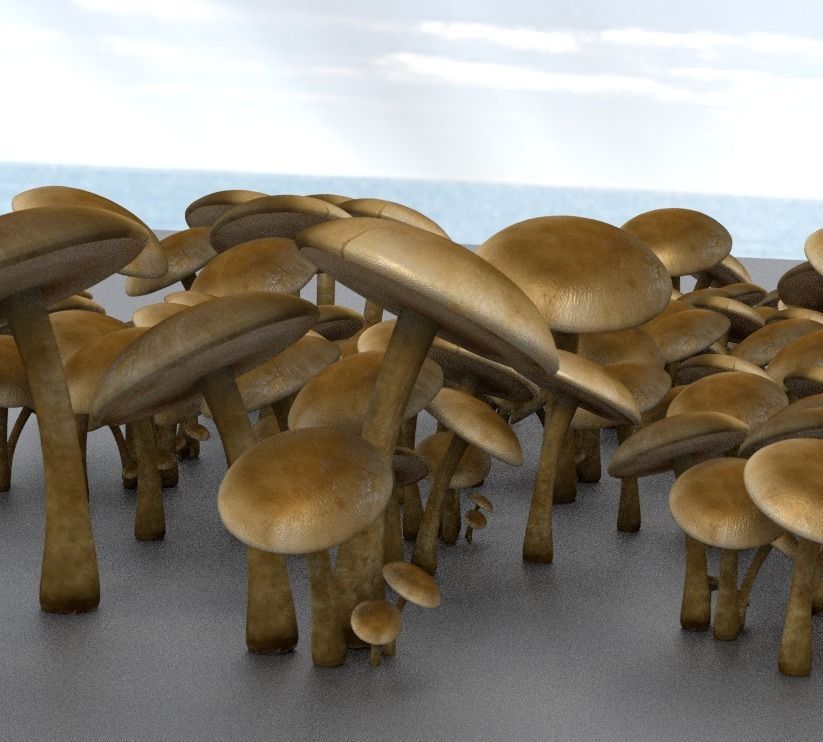 Mushrooms three in woods Low-poly 3D model_31