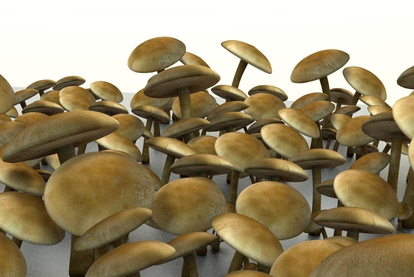 Mushrooms three in woods Low-poly 3D model_8