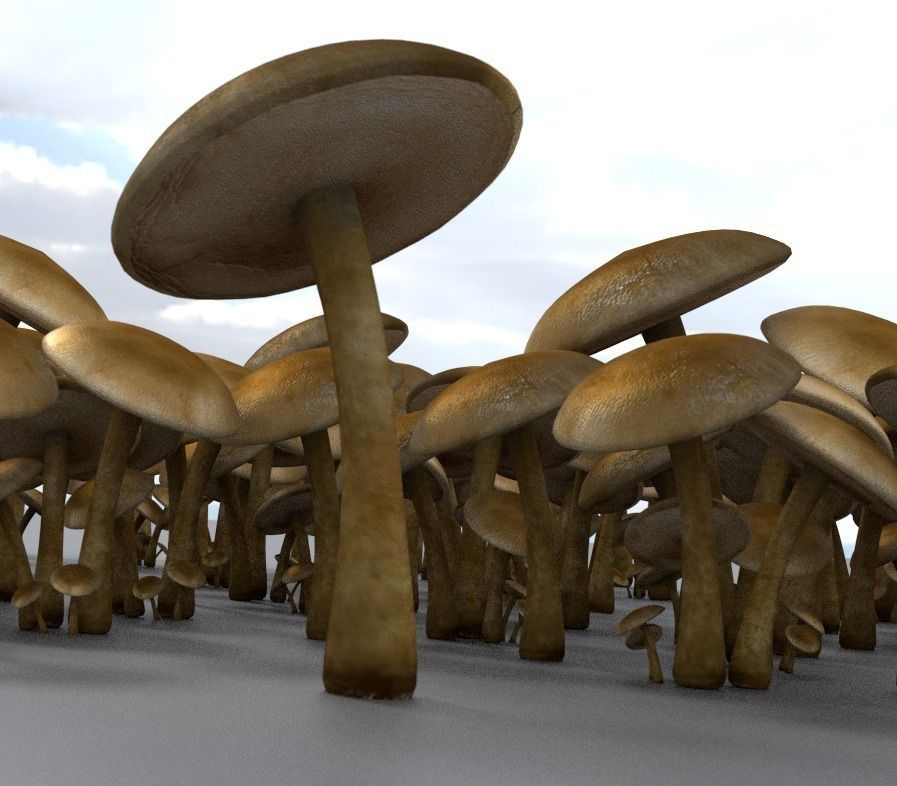 Mushrooms three in woods Low-poly 3D model_25