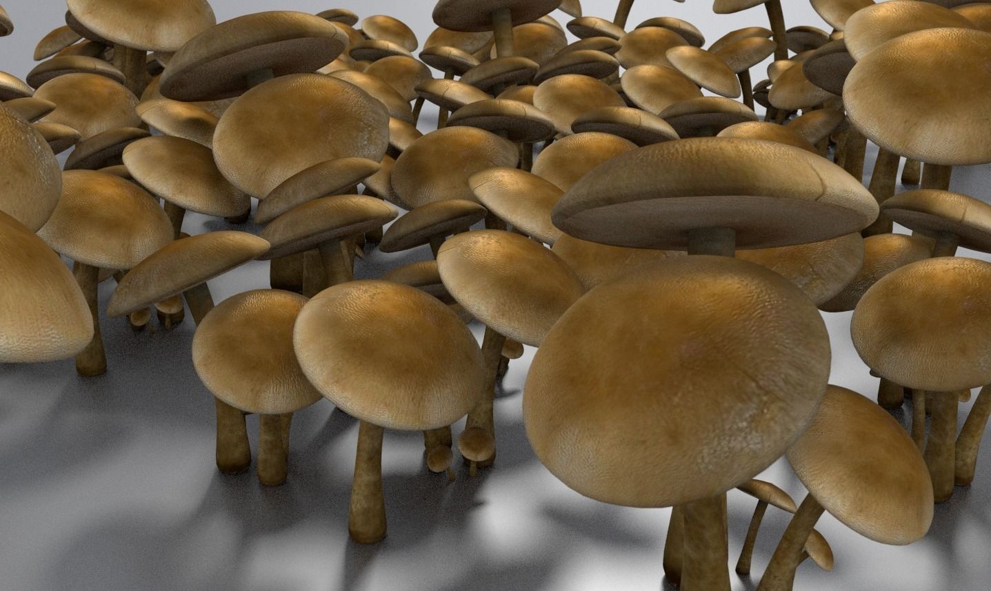 Mushrooms three in woods Low-poly 3D model_13
