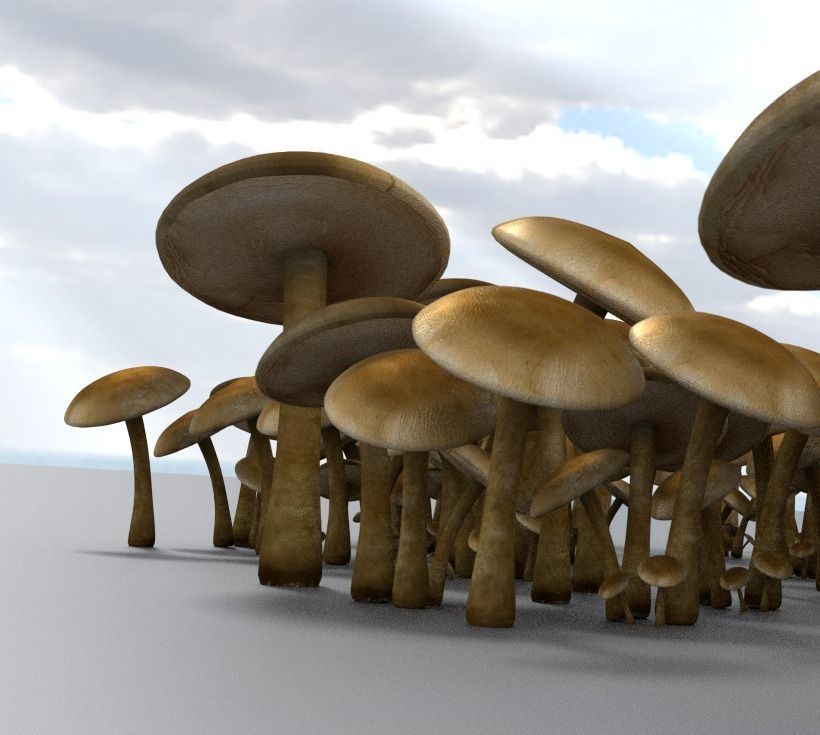 Mushrooms three in woods Low-poly 3D model_23