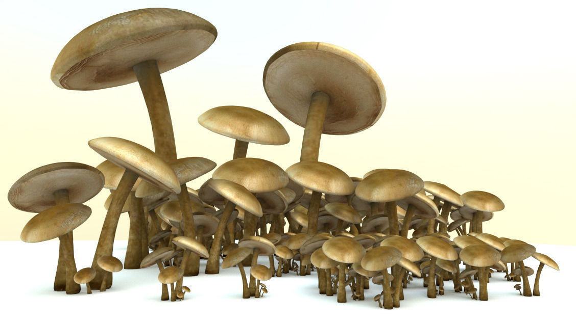 Mushrooms three in woods Low-poly 3D model_22