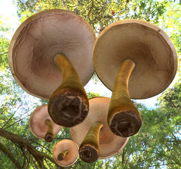 Mushrooms three in woods Low-poly 3D model_7