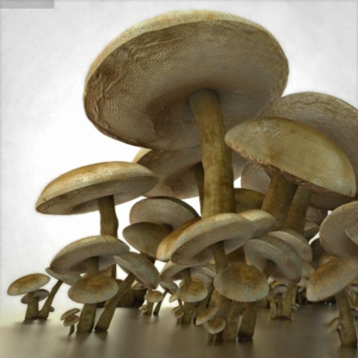 Mushrooms three in woods Low-poly 3D model_27