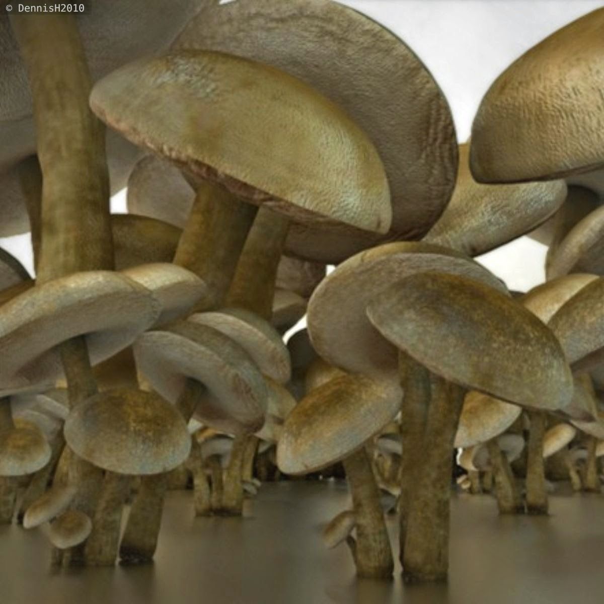 Mushrooms three in woods Low-poly 3D model_21