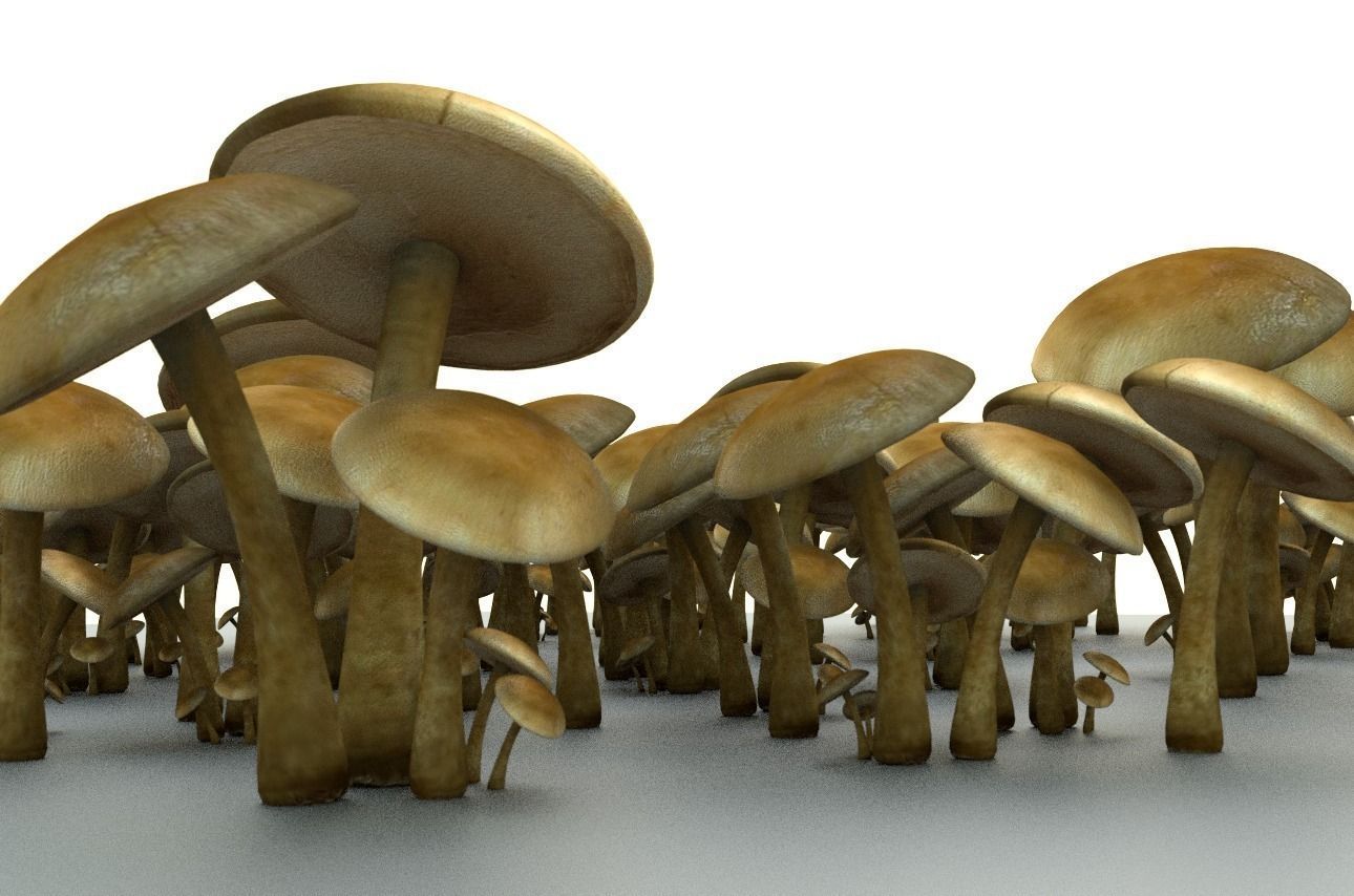 Mushrooms three in woods Low-poly 3D model_26
