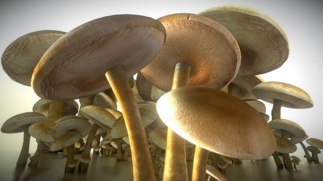 Mushrooms three in woods Low-poly 3D model_6