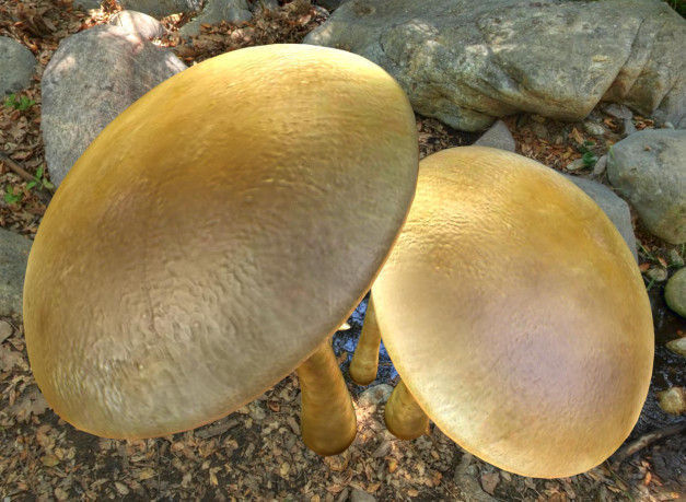 Mushrooms three in woods Low-poly 3D model_33