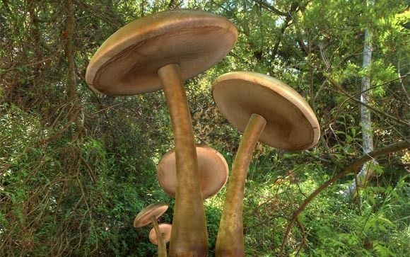 Mushrooms three in woods Low-poly 3D model_24