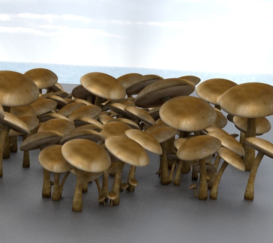 Mushrooms three in woods Low-poly 3D model_28