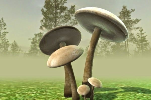 Mushrooms three in woods Low-poly 3D model_11