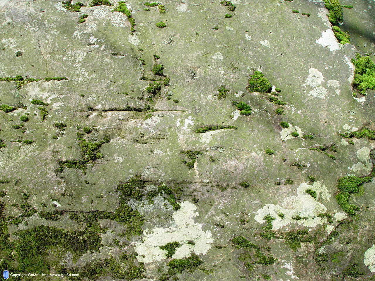 hunting tiger Free 3D model_8