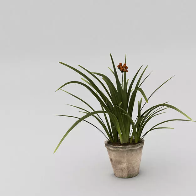 Small plant with pot Free 3D model