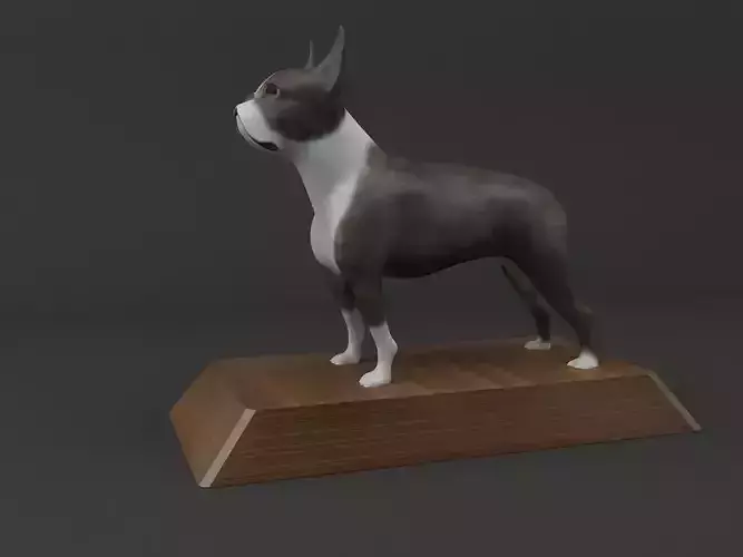 Boston Terrier Dog Model