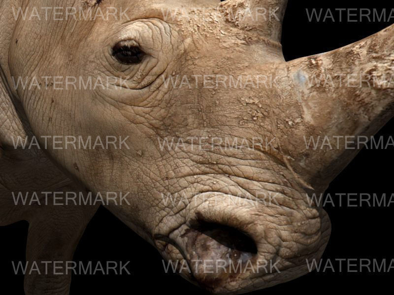 The Ultimate rhino - 3d rhinoceros model 3D model_11