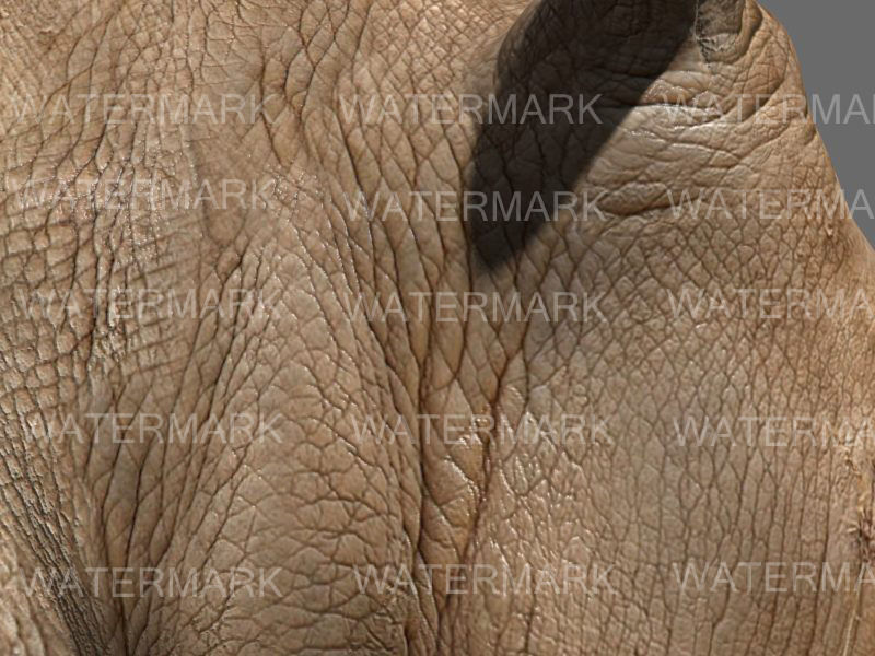 The Ultimate rhino - 3d rhinoceros model 3D model_22