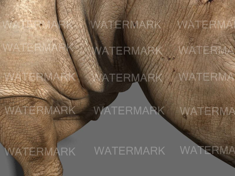 The Ultimate rhino - 3d rhinoceros model 3D model_44