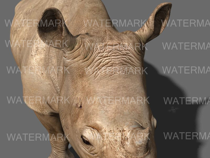 The Ultimate rhino - 3d rhinoceros model 3D model_31