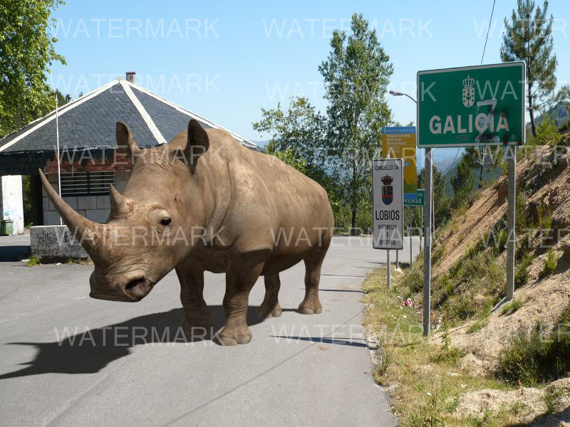 The Ultimate rhino - 3d rhinoceros model 3D model_46