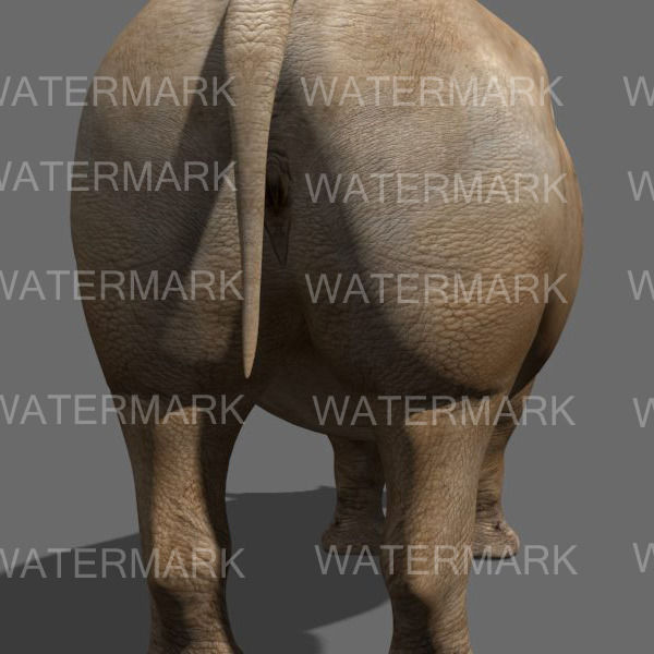 The Ultimate rhino - 3d rhinoceros model 3D model_24