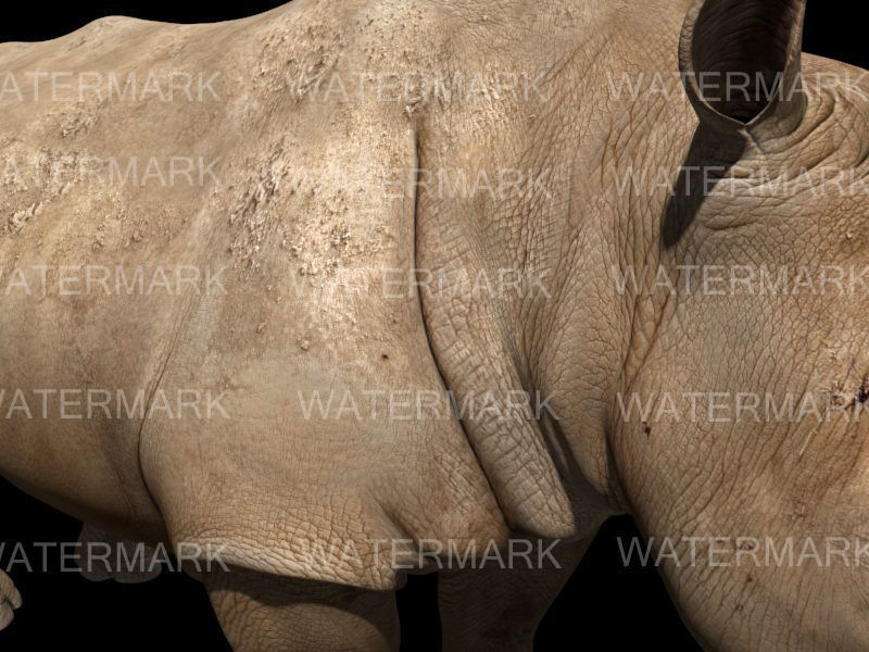 The Ultimate rhino - 3d rhinoceros model 3D model_10