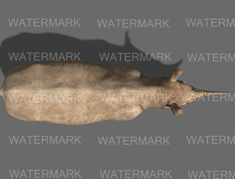The Ultimate rhino - 3d rhinoceros model 3D model_15