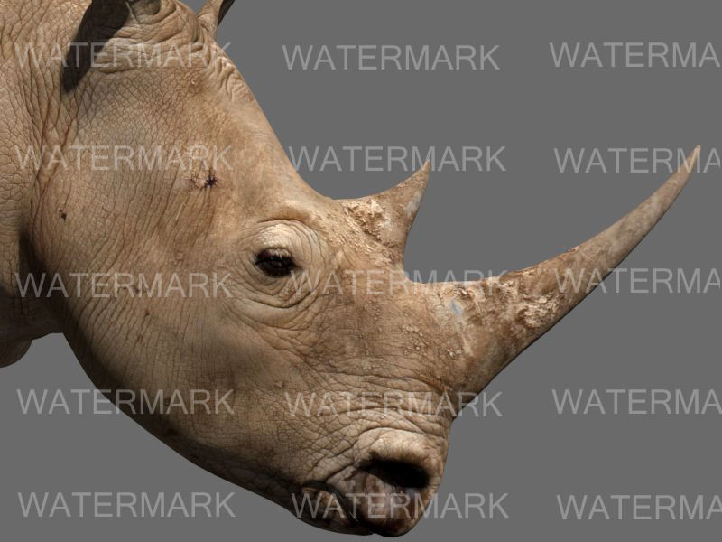 The Ultimate rhino - 3d rhinoceros model 3D model_16