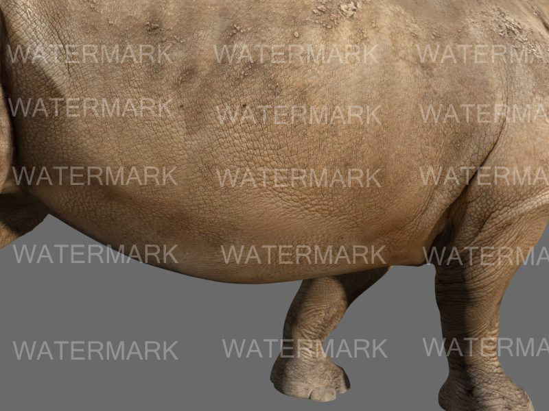 The Ultimate rhino - 3d rhinoceros model 3D model_41