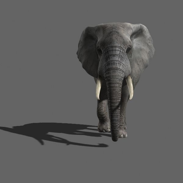 PRO Elephant Animated - 3d model 3D model_5