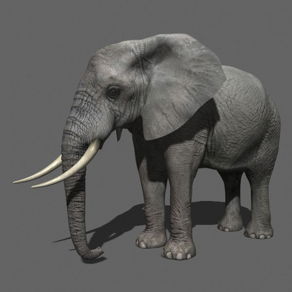 PRO Elephant Animated - 3d model 3D model_18
