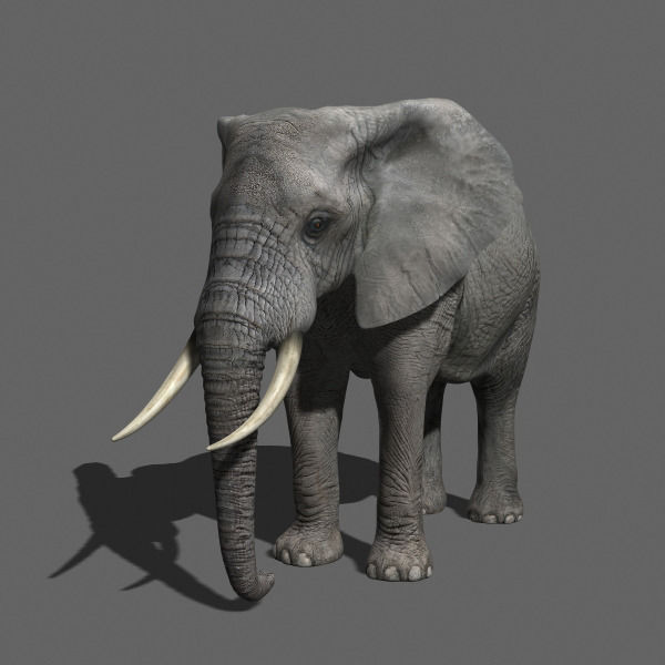 PRO Elephant Animated - 3d model 3D model_28