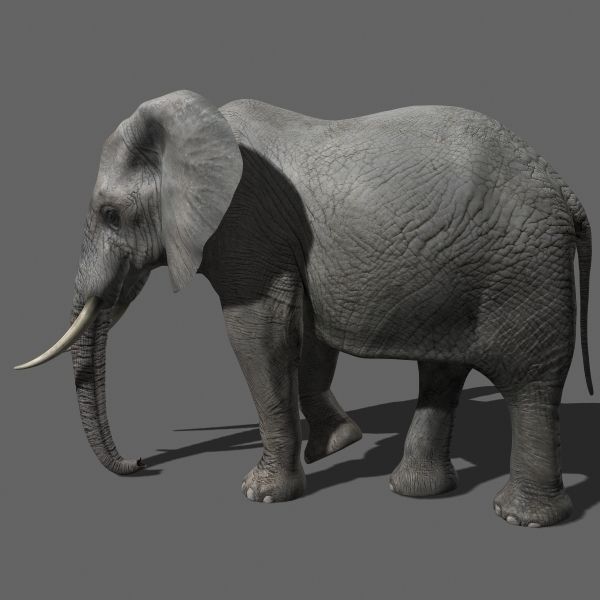 PRO Elephant Animated - 3d model 3D model_10