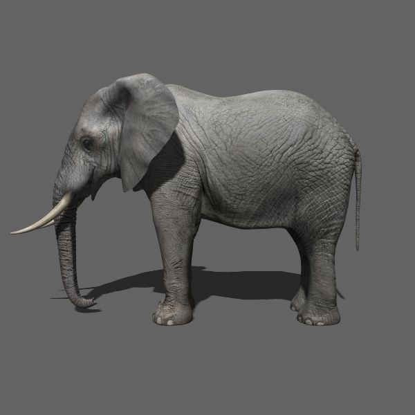PRO Elephant Animated - 3d model 3D model_11