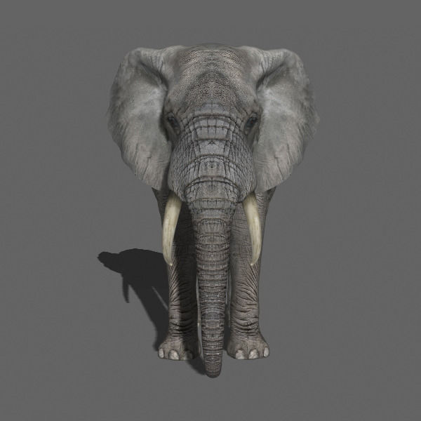 PRO Elephant Animated - 3d model 3D model_30