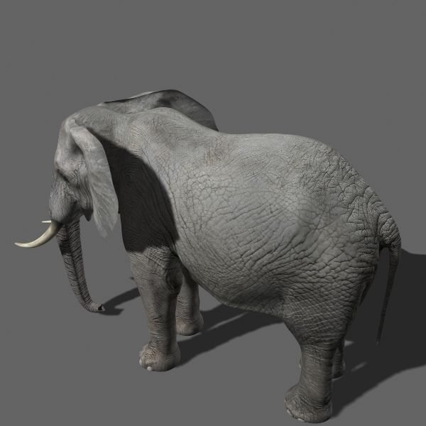 PRO Elephant Animated - 3d model 3D model_35