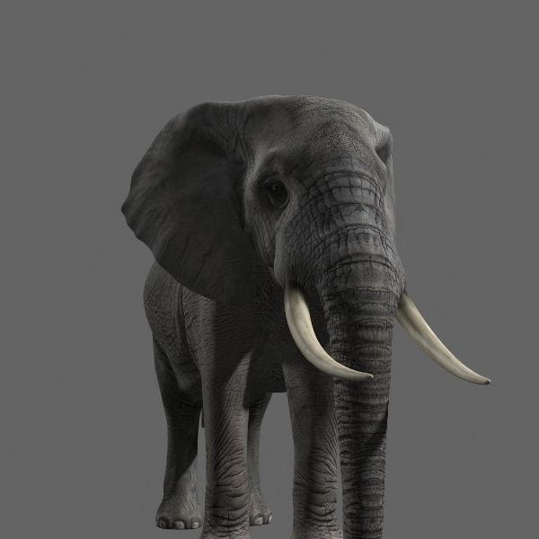 PRO Elephant Animated - 3d model 3D model_26