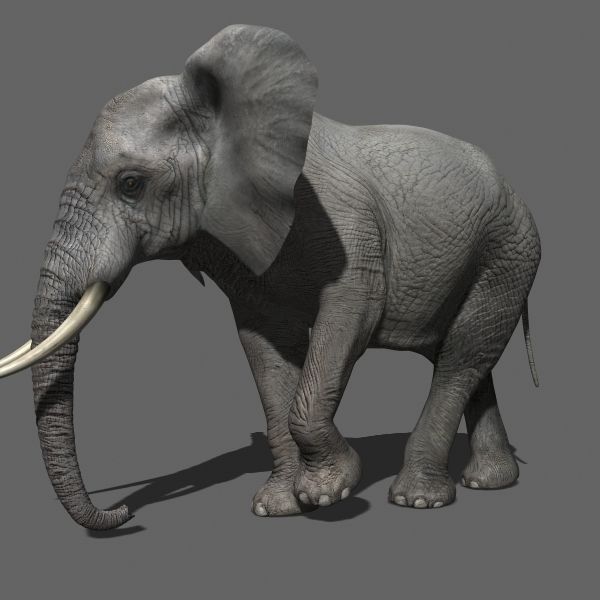 PRO Elephant Animated - 3d model 3D model_9
