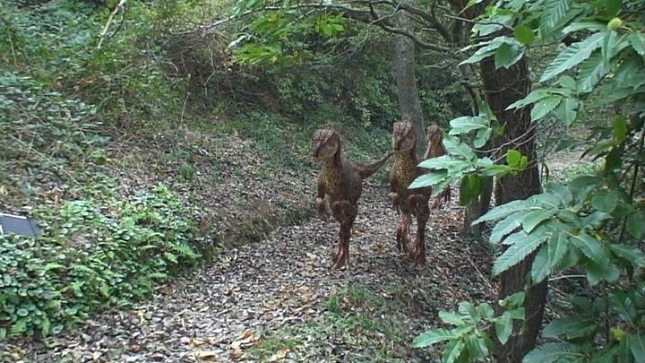 Incredible JP Dinosaur PACK - rex 3d model 3D model_63